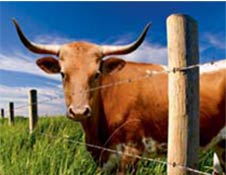 Fasco Fence stapler for livestock fencing