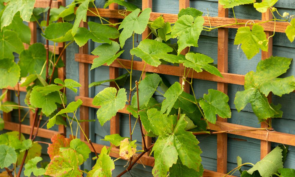 Structural Ideas for Supporting Grapevines in Your Garden