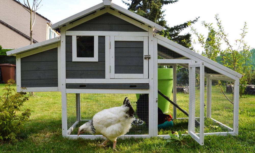 What You Need To Build Your Own Chicken Coop