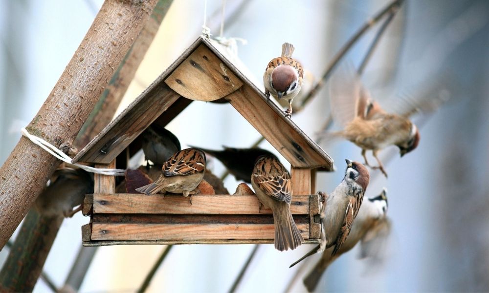 3 Ways To Refresh Your Backyard for Spring