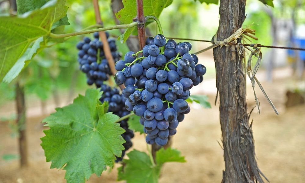 The Purpose of Different Hog Ring Tools
